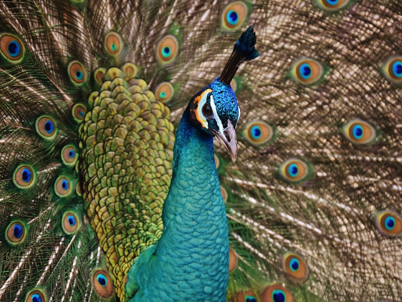 Обои птица, клюв, павлин, хвост, оперение, bird, beak, peacock, tail разрешение 1920x1280 Загрузить