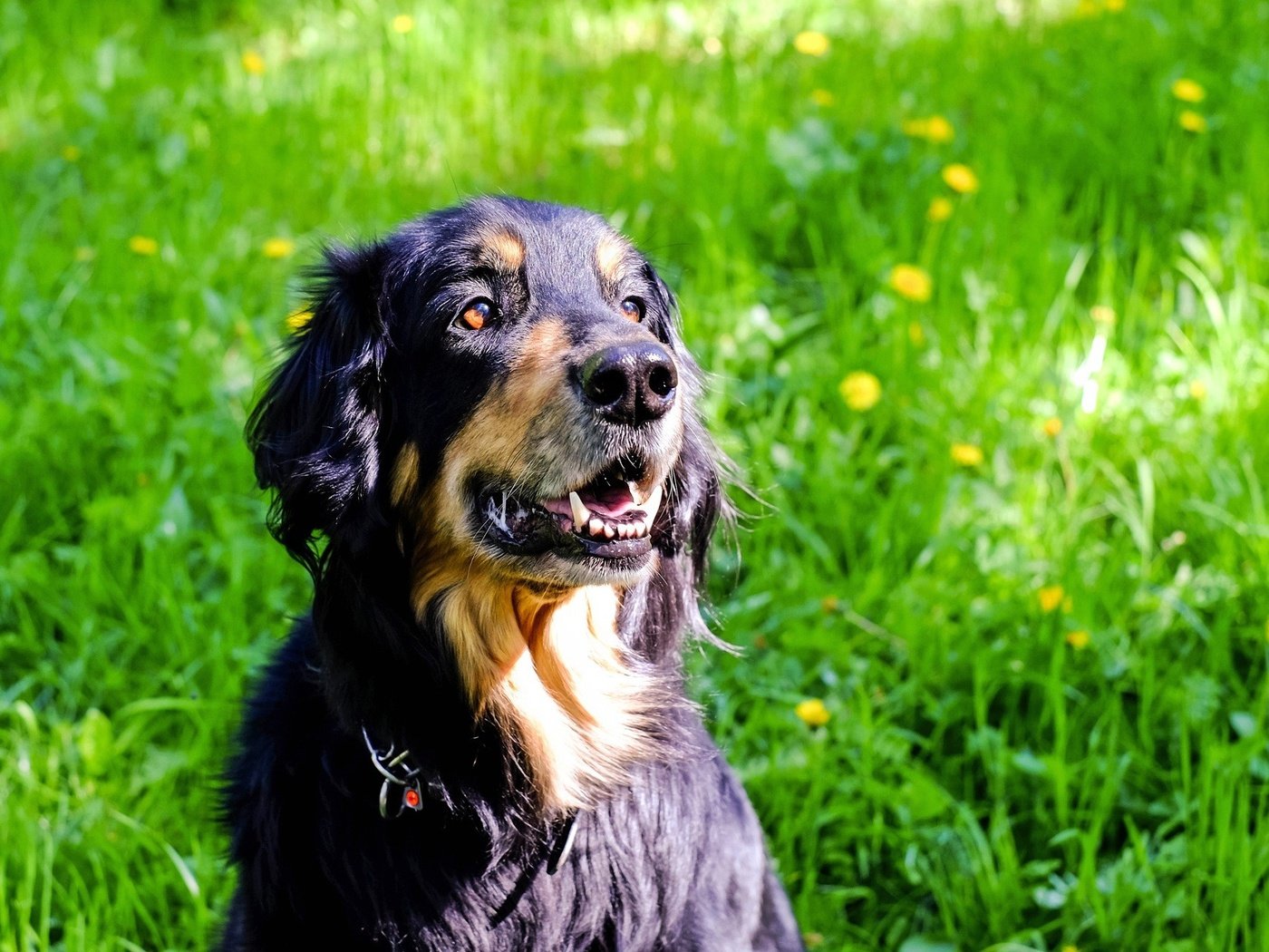 Обои трава, мордочка, взгляд, собака, одуванчики, ховаварт, grass, muzzle, look, dog, dandelions, hovawart разрешение 1920x1281 Загрузить