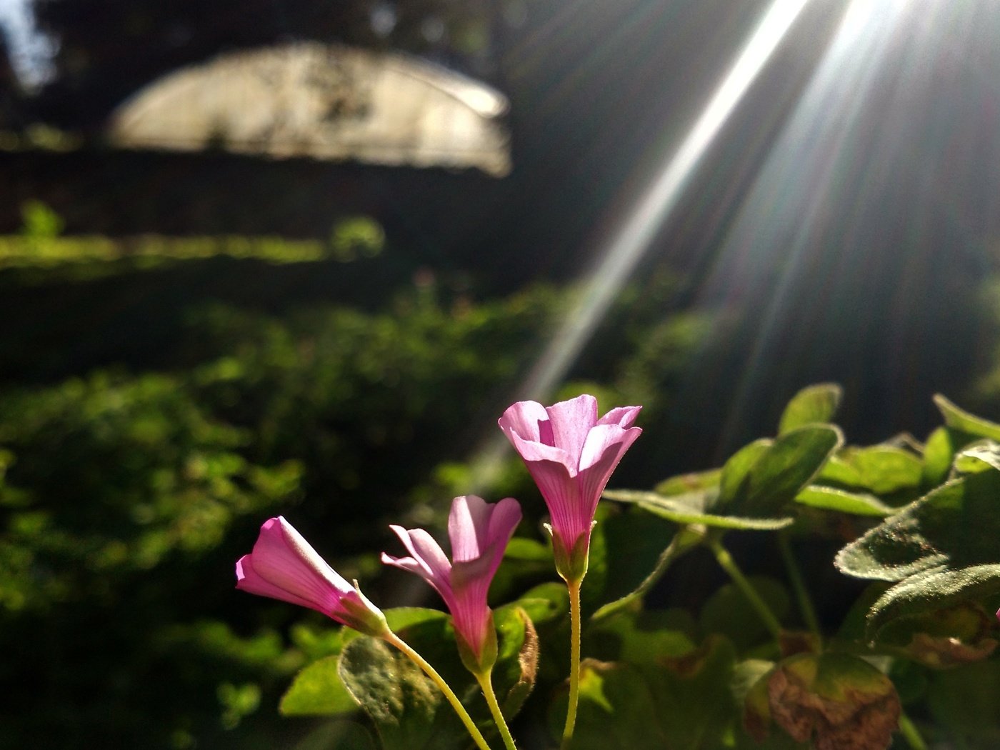 Обои свет, цветы, растения, фон, лучи, физалис, солнечный свет, light, flowers, plants, background, rays, physalis, sunlight разрешение 4208x2368 Загрузить