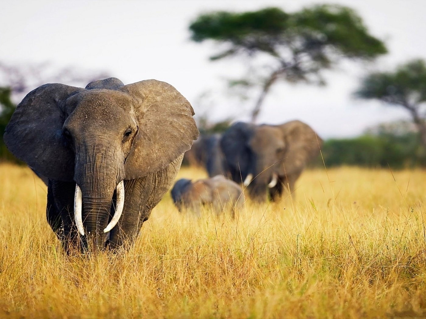 Обои слон, уши, слоны, сухая трава, бивни, elephant, ears, elephants, dry grass, tusks разрешение 1920x1200 Загрузить