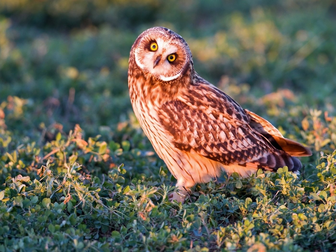 Обои трава, сова, взгляд, хищник, птица, болотная сова, grass, owl, look, predator, bird, short-eared owl разрешение 2048x1365 Загрузить