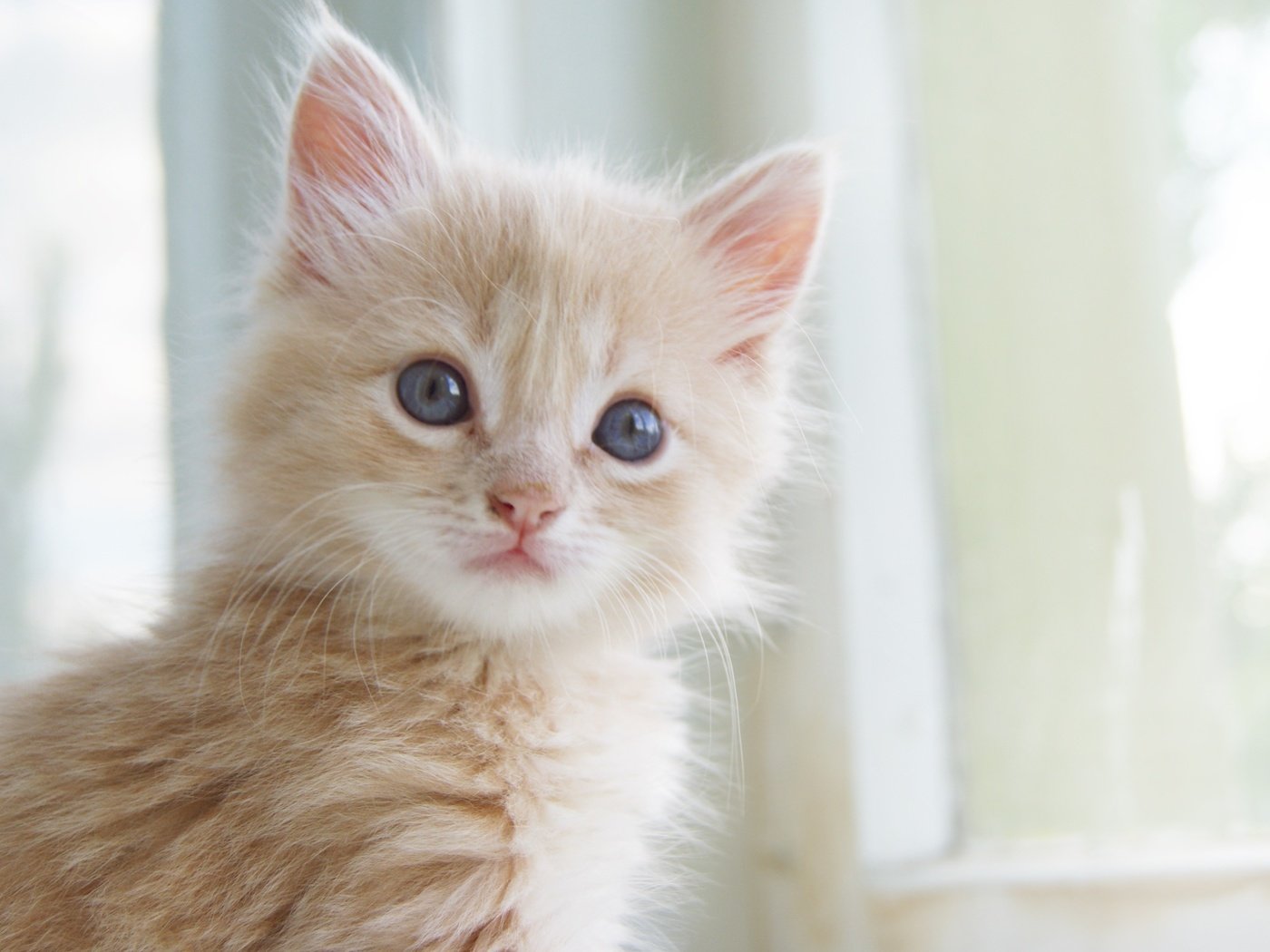 Обои глаза, кот, усы, кошка, котенок, малыш, рыжий, eyes, cat, mustache, kitty, baby, red разрешение 3612x2364 Загрузить
