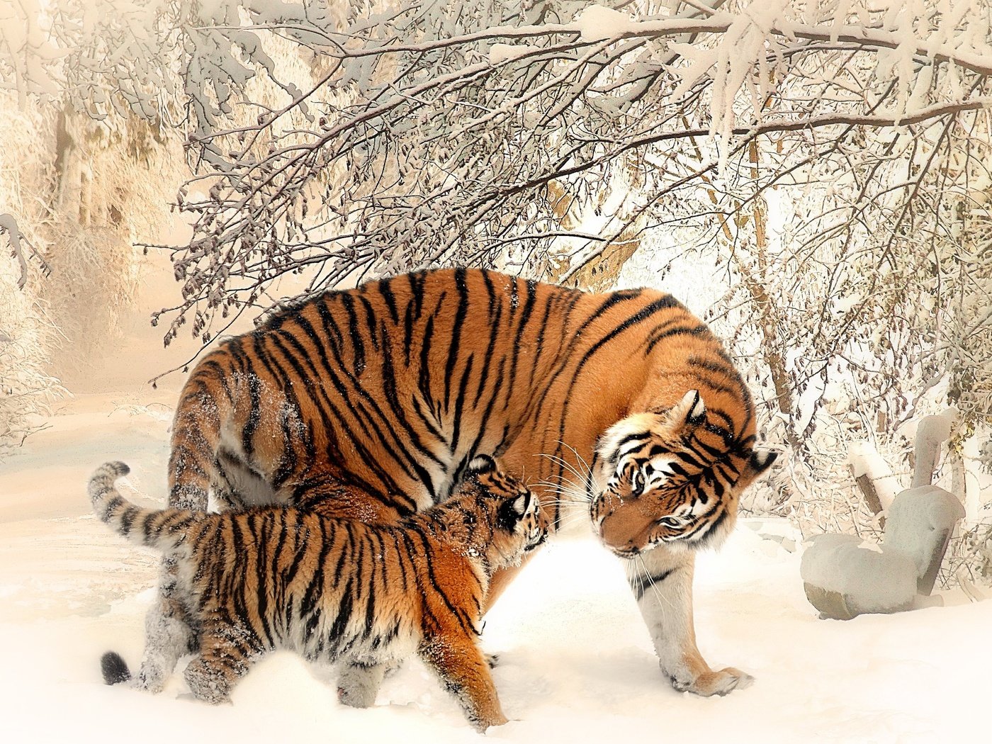 Обои тигр, морда, деревья, снег, зима, хищник, тигренок, tiger, face, trees, snow, winter, predator разрешение 3840x2160 Загрузить