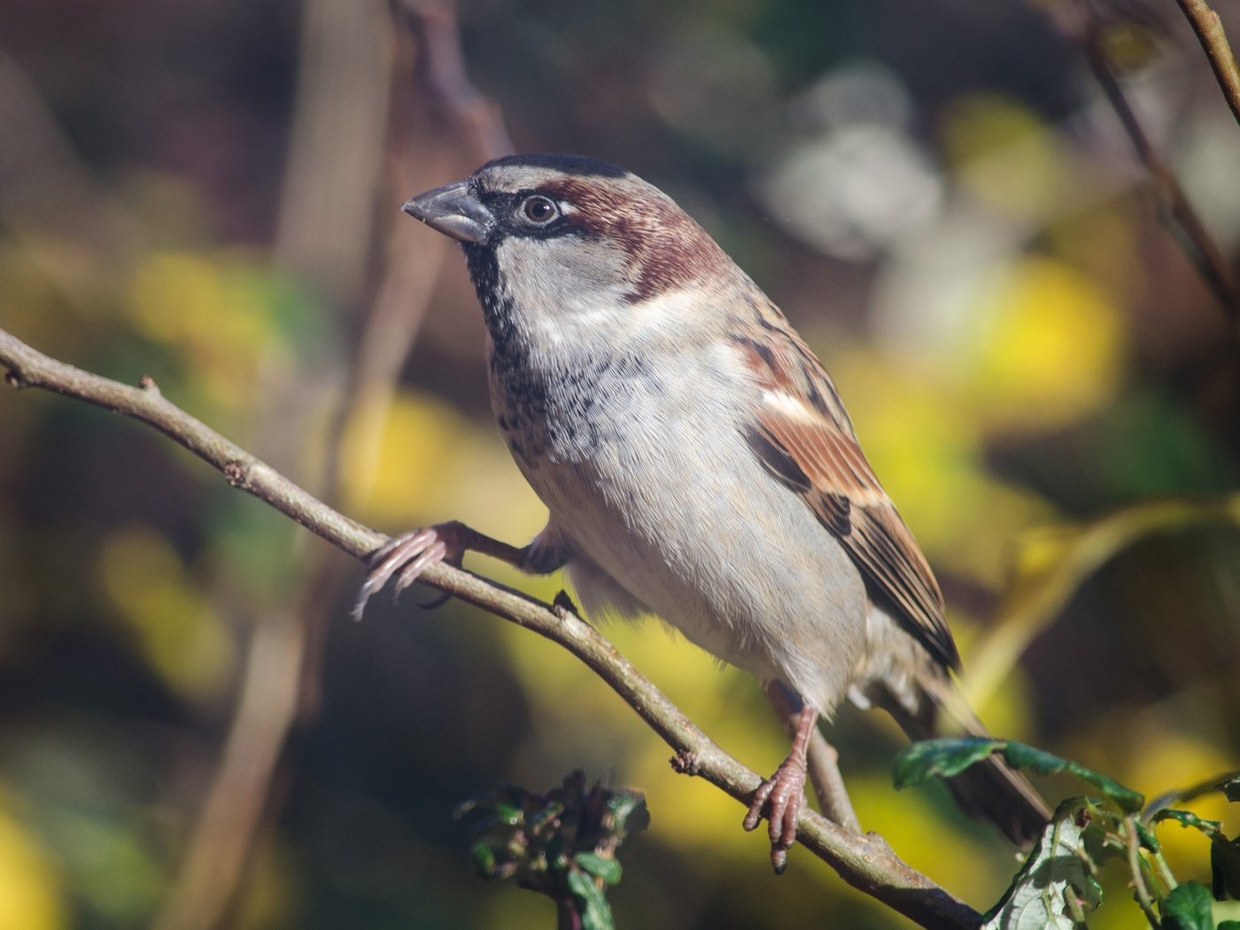 Обои ветка, птица, клюв, воробей, перья, животное, branch, bird, beak, sparrow, feathers, animal разрешение 2880x1755 Загрузить