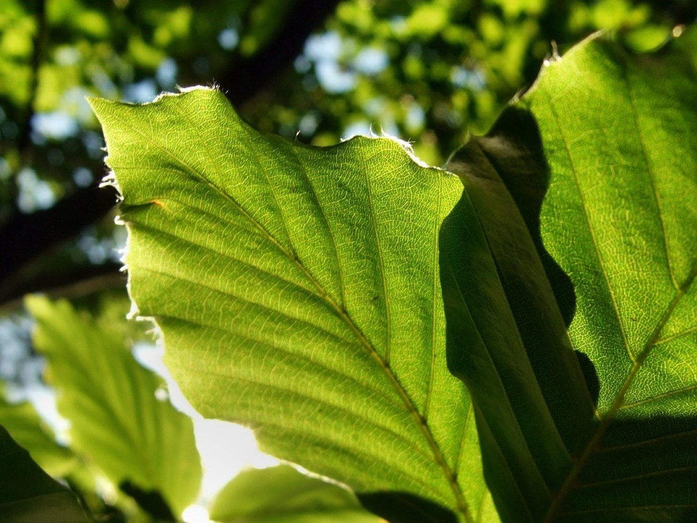 Обои свет, природа, листья, зеленые листья, крупным планом, light, nature, leaves, green leaves, closeup разрешение 1920x1080 Загрузить