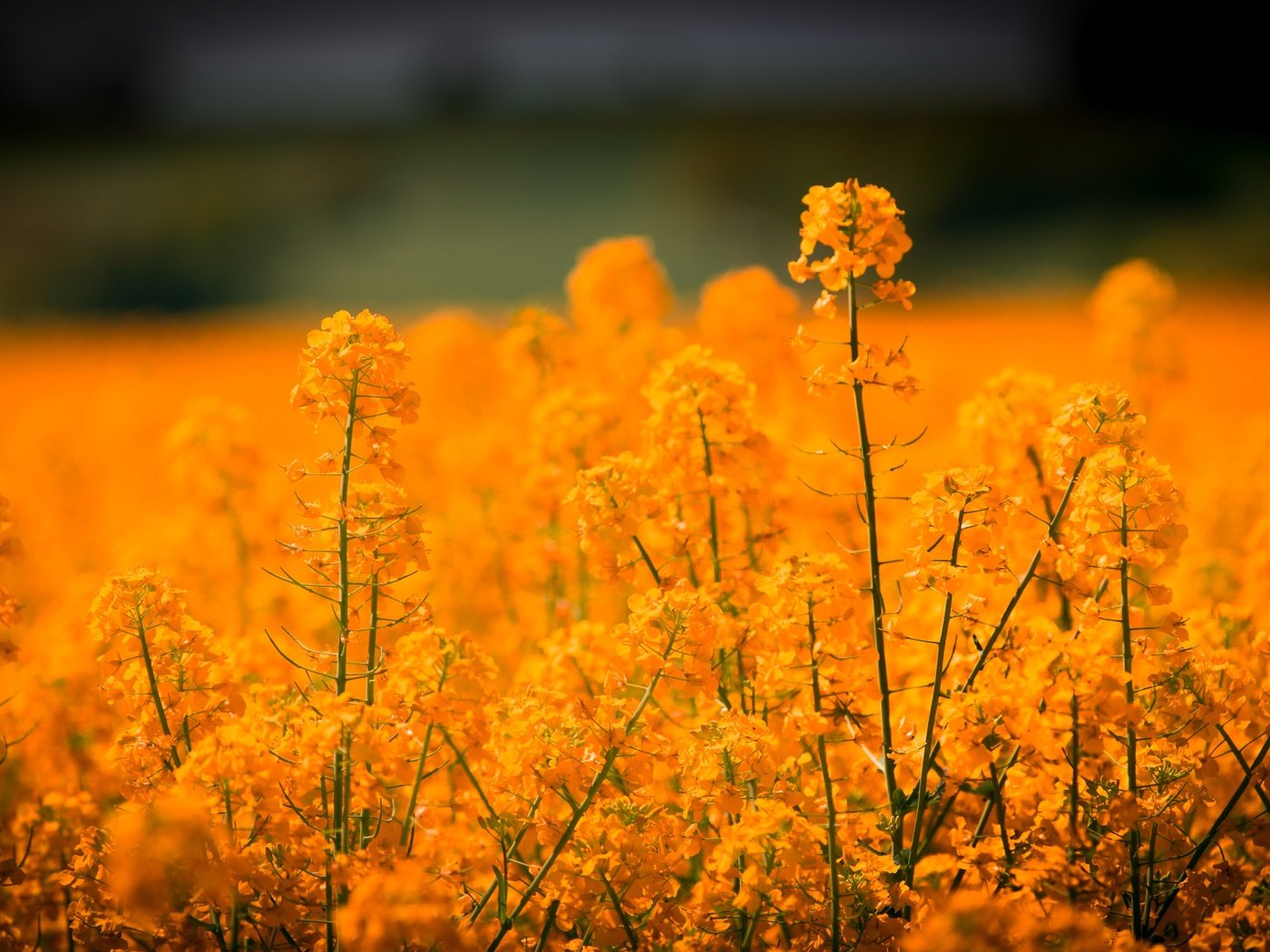 Обои цветы, поле, размытость, рапс, flowers, field, blur, rape разрешение 7360x4140 Загрузить