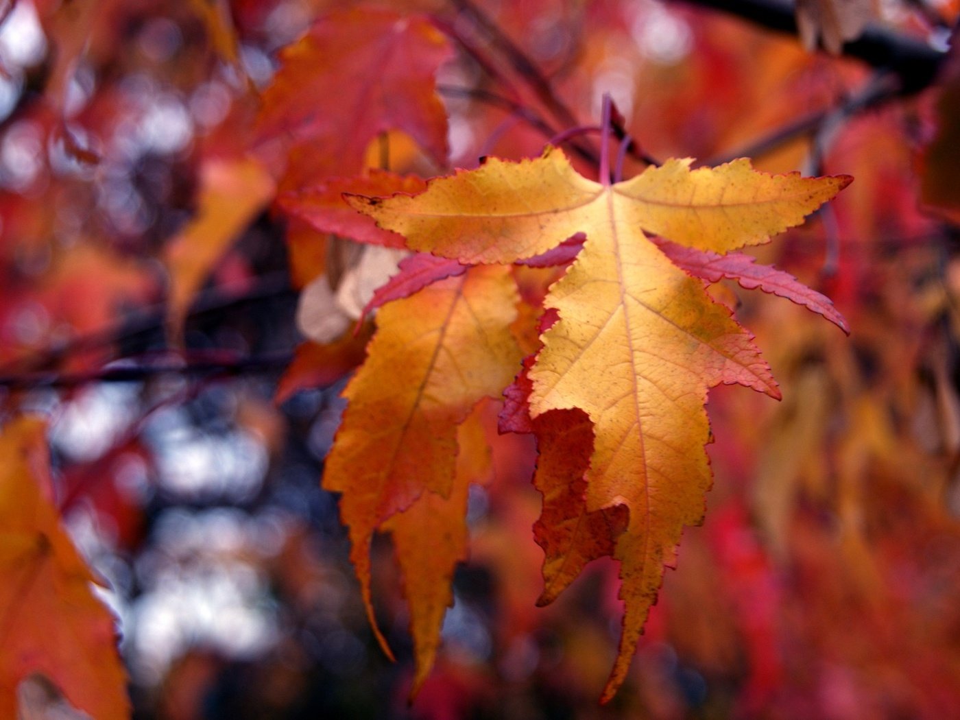 Обои природа, листья, осень, боке, nature, leaves, autumn, bokeh разрешение 1920x1200 Загрузить