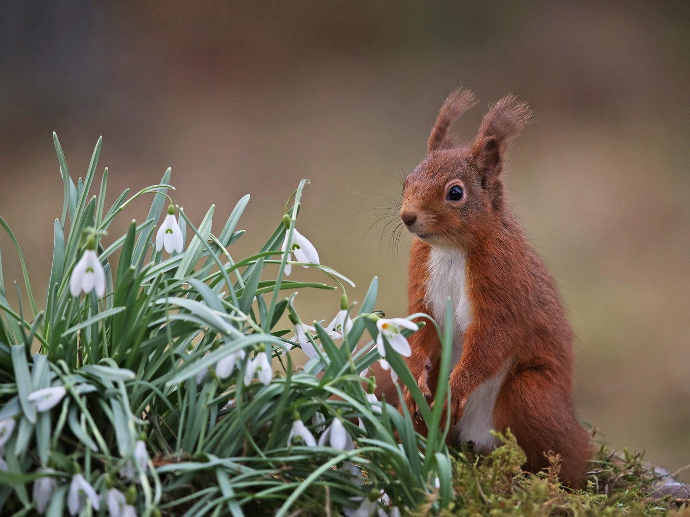 Обои цветы, природа, весна, белка, подснежники, грызун, flowers, nature, spring, protein, snowdrops, rodent разрешение 2048x1266 Загрузить