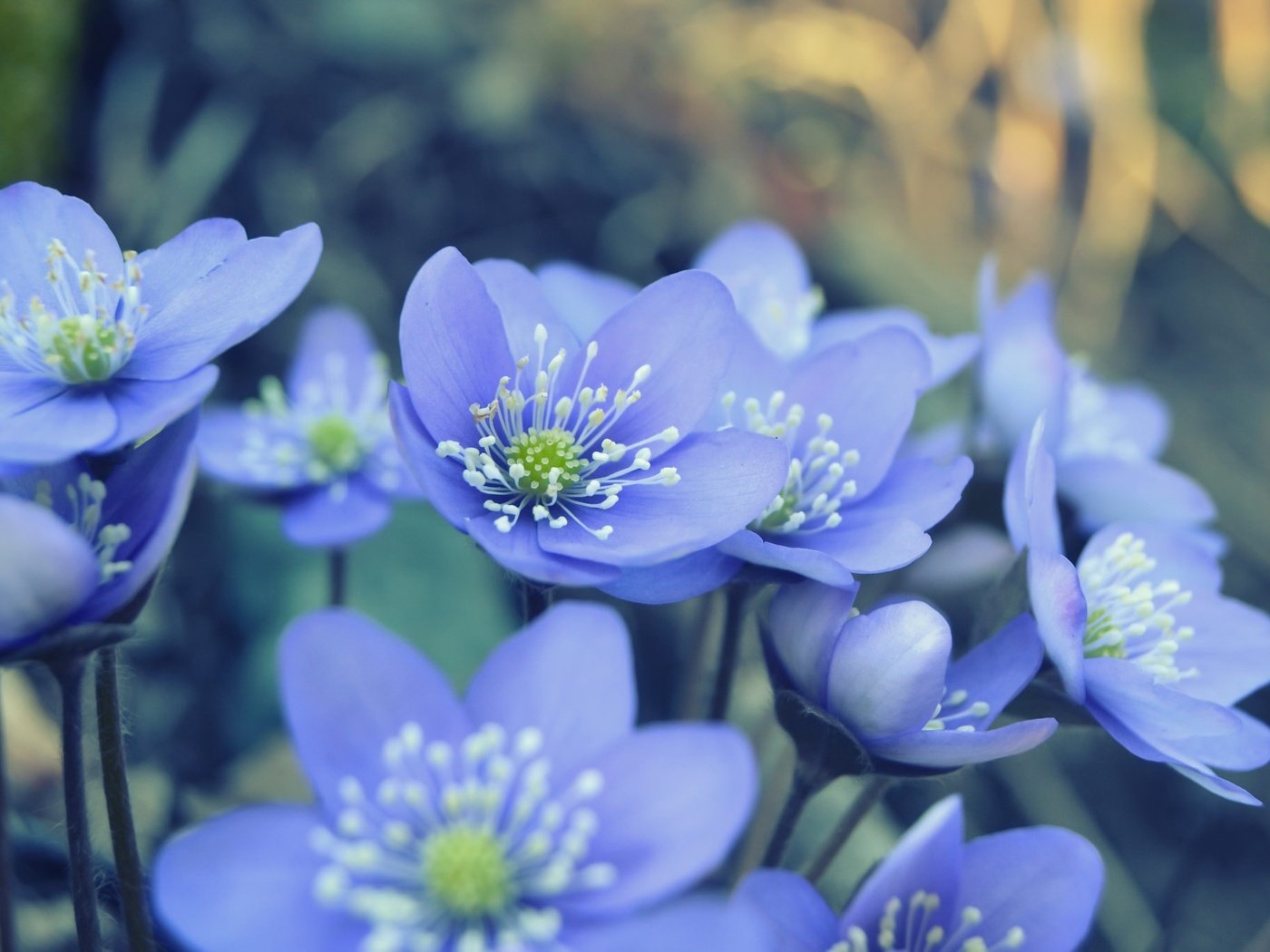 Обои цветы, природа, лепестки, весна, голубые, ветреница, печёночница, flowers, nature, petals, spring, blue, anemone, pechenocna разрешение 2048x1365 Загрузить