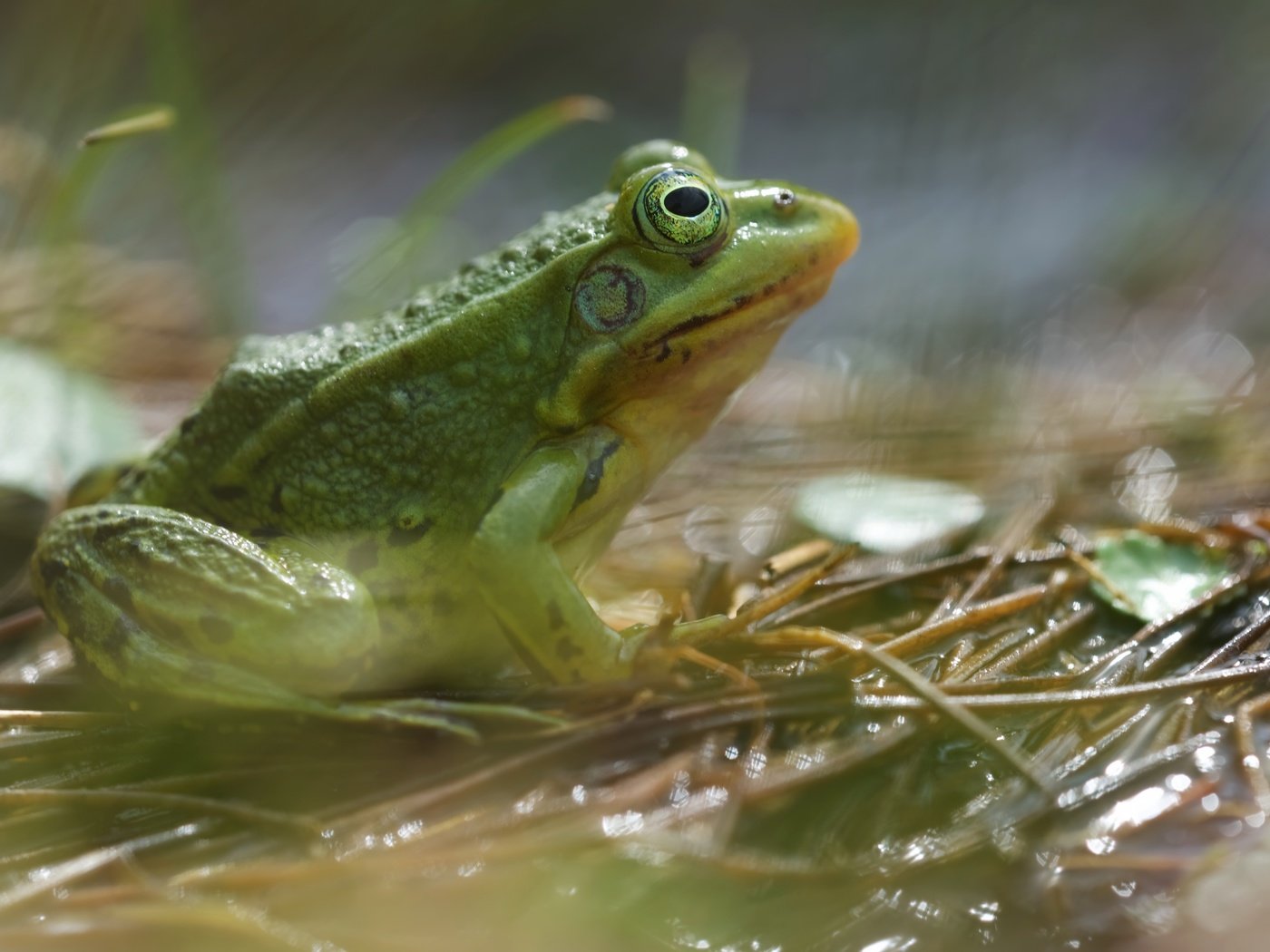 Обои фон, лягушка, животное, земноводное, background, frog, animal, amphibian разрешение 6016x3678 Загрузить