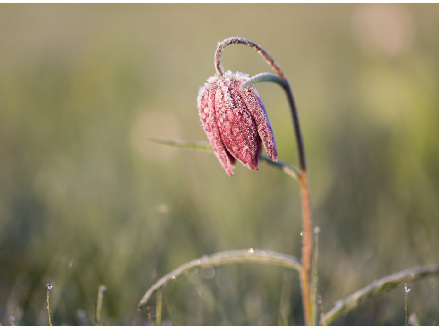 Обои природа, макро, цветок, размытость, стебель, рябчик шахматный, nature, macro, flower, blur, stem, grouse chess разрешение 5595x3750 Загрузить