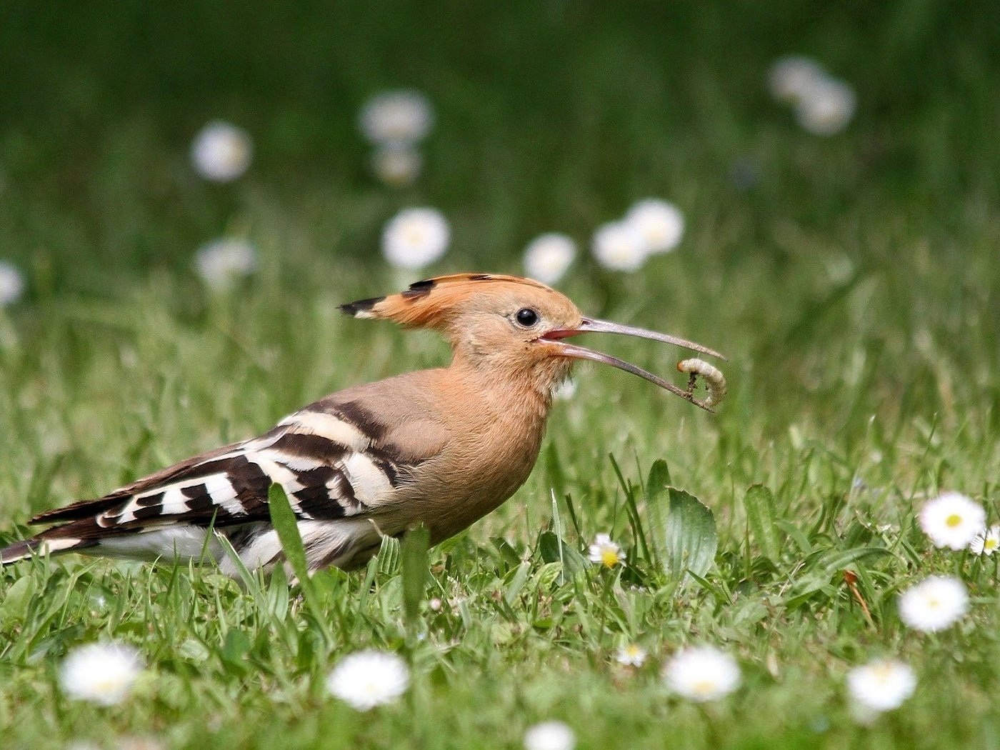 Обои цветы, трава, природа, птица, клюв, перья, удод, flowers, grass, nature, bird, beak, feathers, hoopoe разрешение 2048x1103 Загрузить