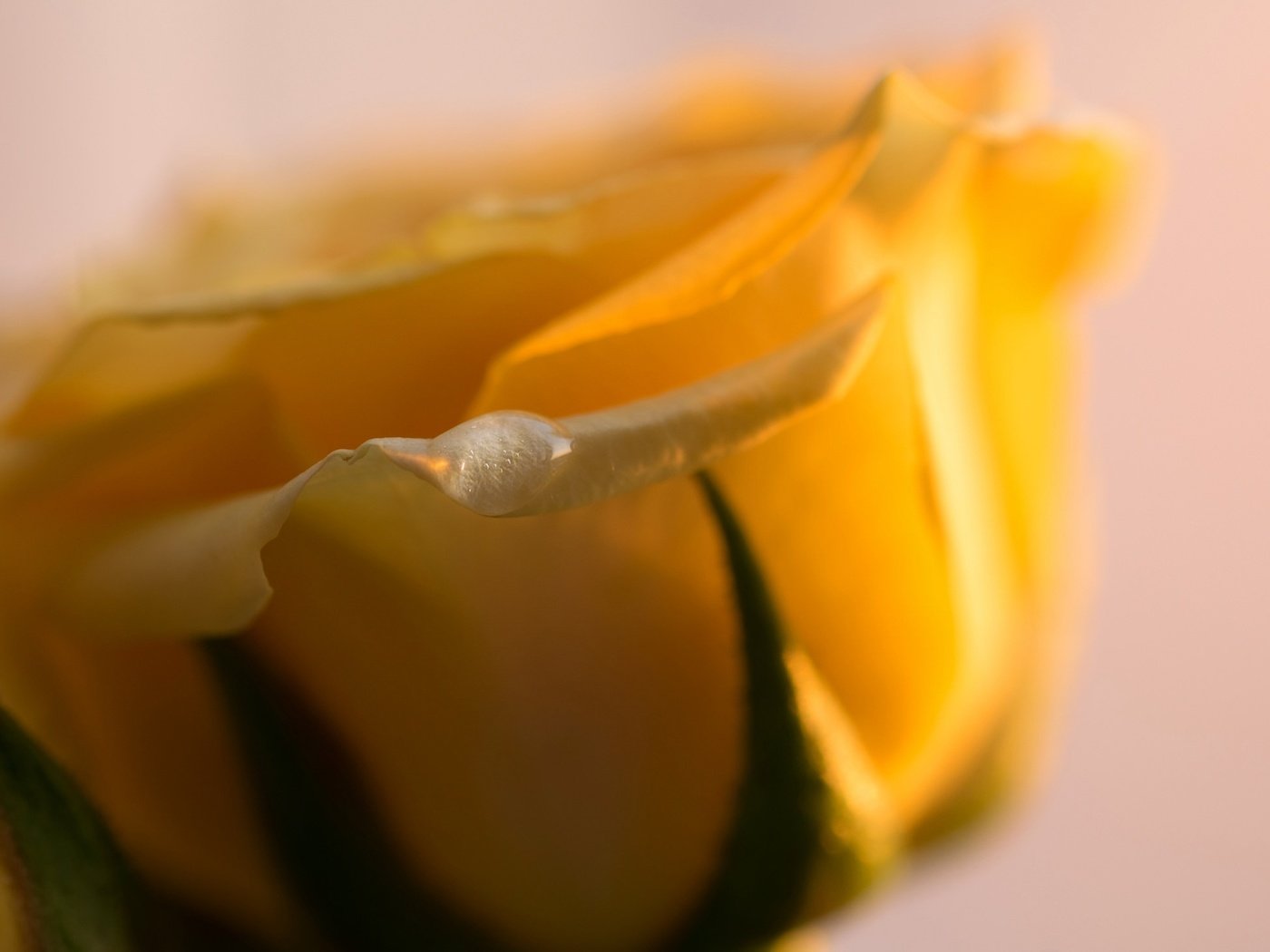 Обои макро, цветок, капля, роза, лепестки, бутон, желтые, macro, flower, drop, rose, petals, bud, yellow разрешение 2048x1464 Загрузить