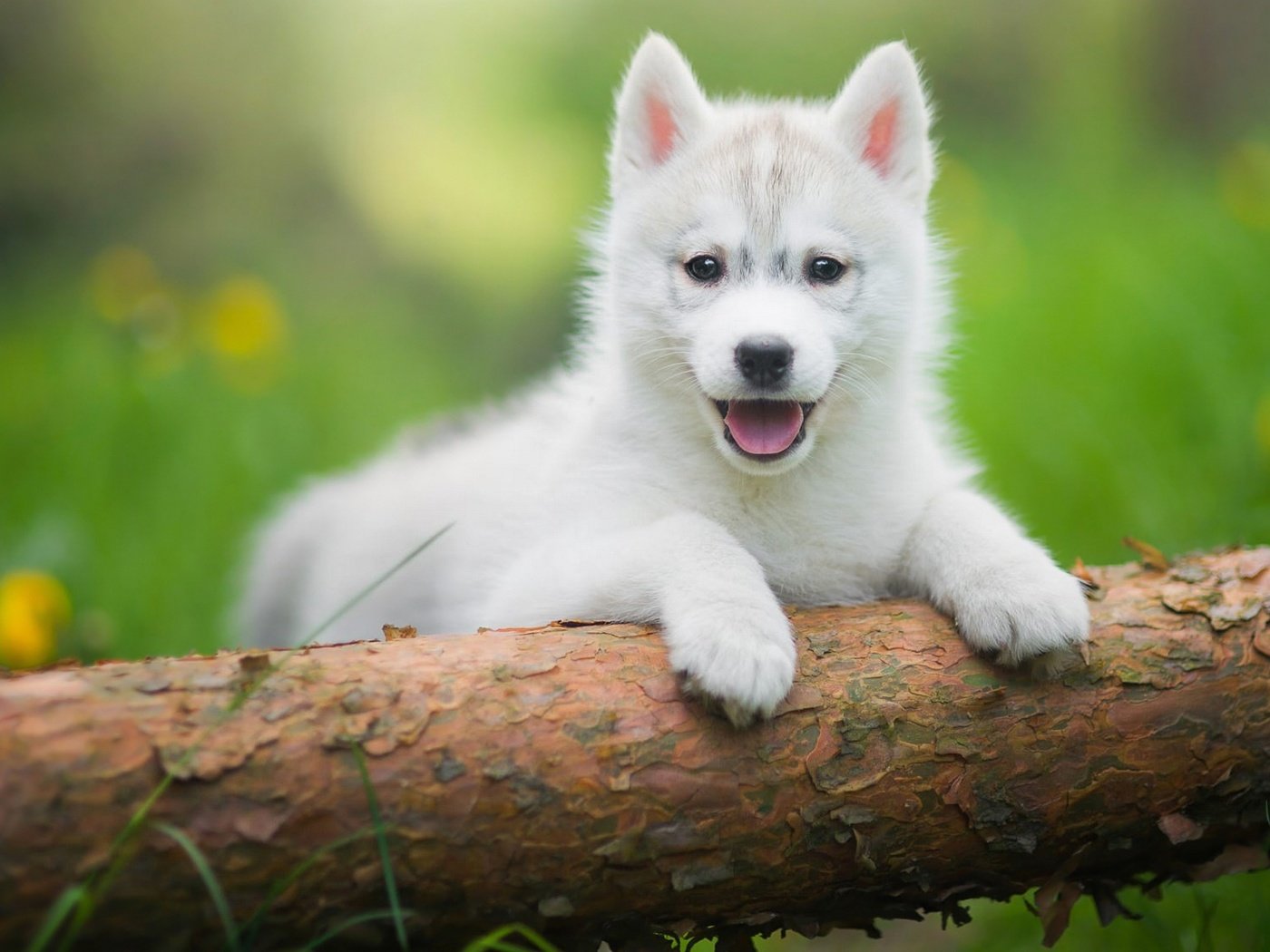 Обои трава, дерево, зелень, щенок, хаски, язык, бревно, лужайка, grass, tree, greens, puppy, husky, language, log, lawn разрешение 2048x1152 Загрузить