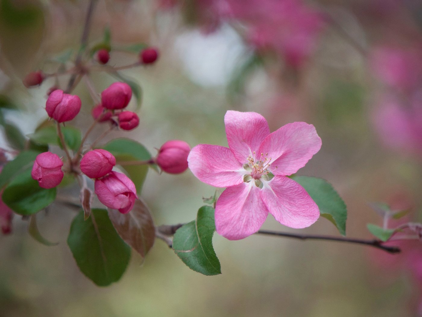 Обои ветка, цветение, бутоны, макро, цветок, весна, яблоня, branch, flowering, buds, macro, flower, spring, apple разрешение 3000x1993 Загрузить