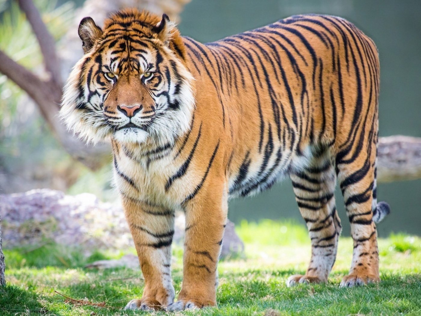 Обои тигр, взгляд, хищник, большая кошка, суматранский тигр, tiger, look, predator, big cat, sumatran tiger разрешение 1920x1080 Загрузить