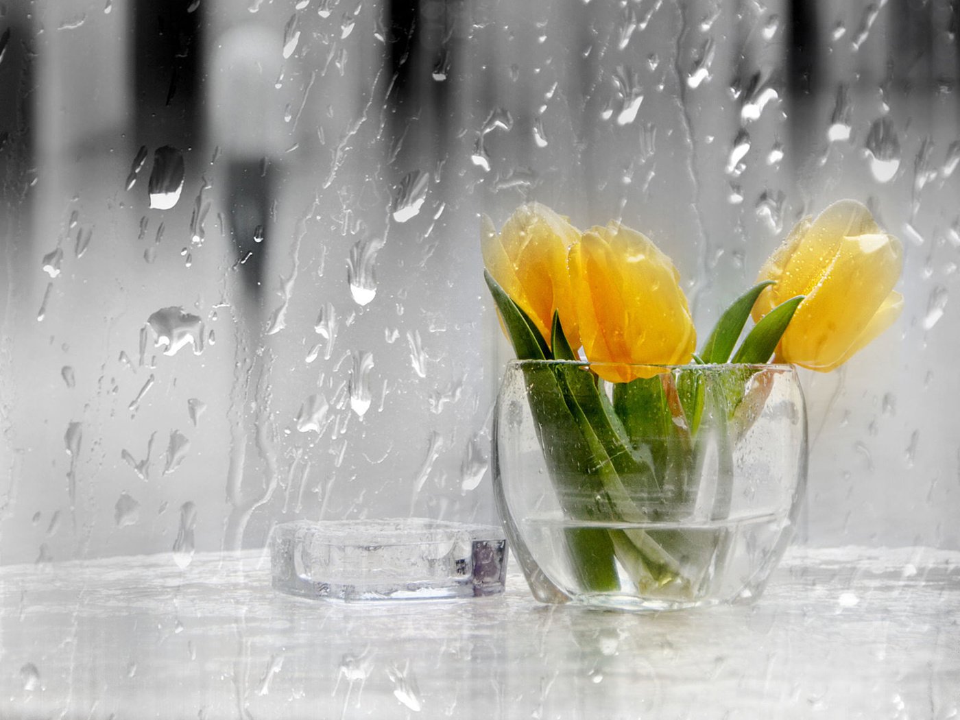 Обои цветы, капли, дождь, тюльпаны, стекло, ваза, желтые, flowers, drops, rain, tulips, glass, vase, yellow разрешение 1920x1200 Загрузить