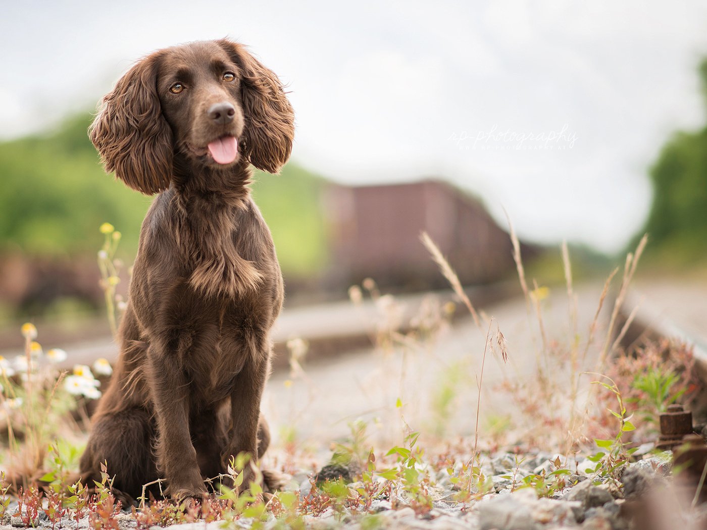 Обои трава, железная дорога, собака, язык, спаниель, irish water spaniel, grass, railroad, dog, language, spaniel разрешение 1920x1200 Загрузить