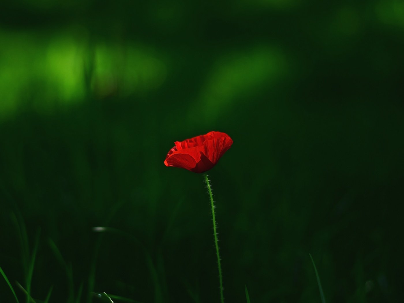 Обои трава, макро, цветок, красный, мак, grass, macro, flower, red, mac разрешение 3696x2448 Загрузить