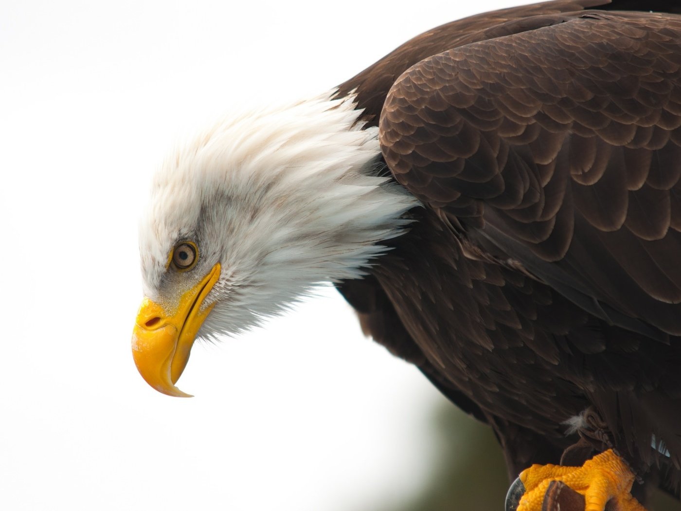 Обои животные, орел, птица, клюв, белоголовый орлан, animals, eagle, bird, beak, bald eagle разрешение 2048x1360 Загрузить