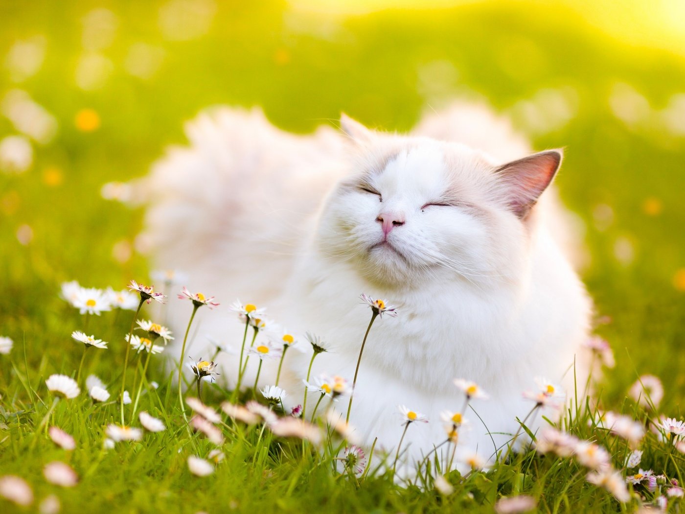 Обои кот, кошка, ромашки, рэгдолл, cat, chamomile, ragdoll разрешение 2880x1800 Загрузить