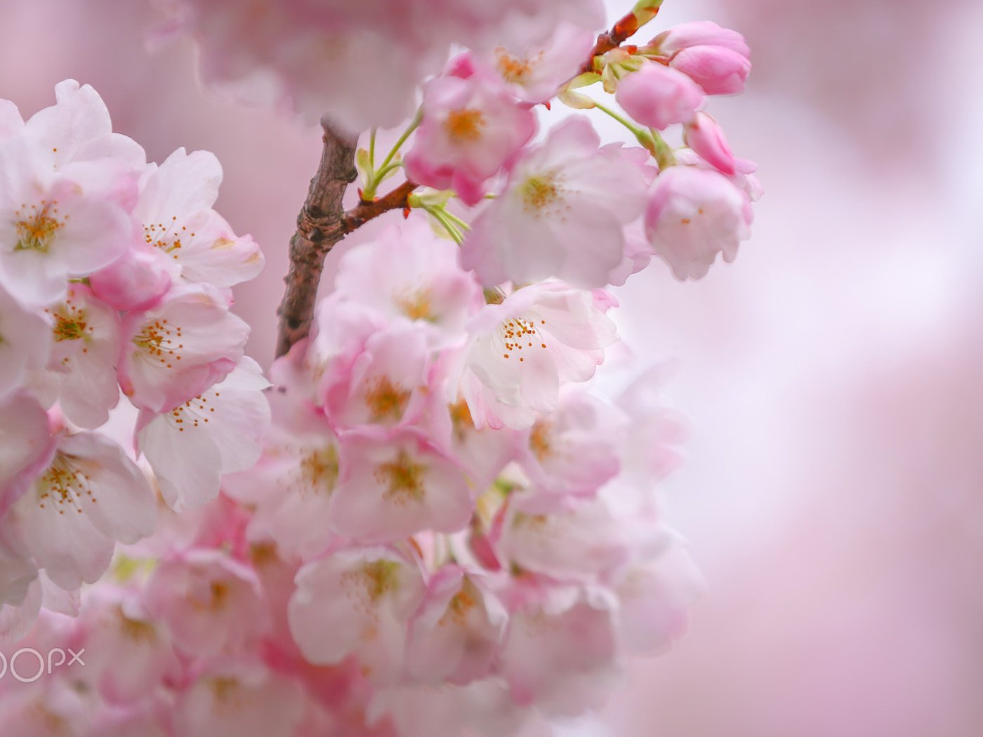 Обои цветы, цветение, весна, сакура, flowers, flowering, spring, sakura разрешение 1920x1200 Загрузить