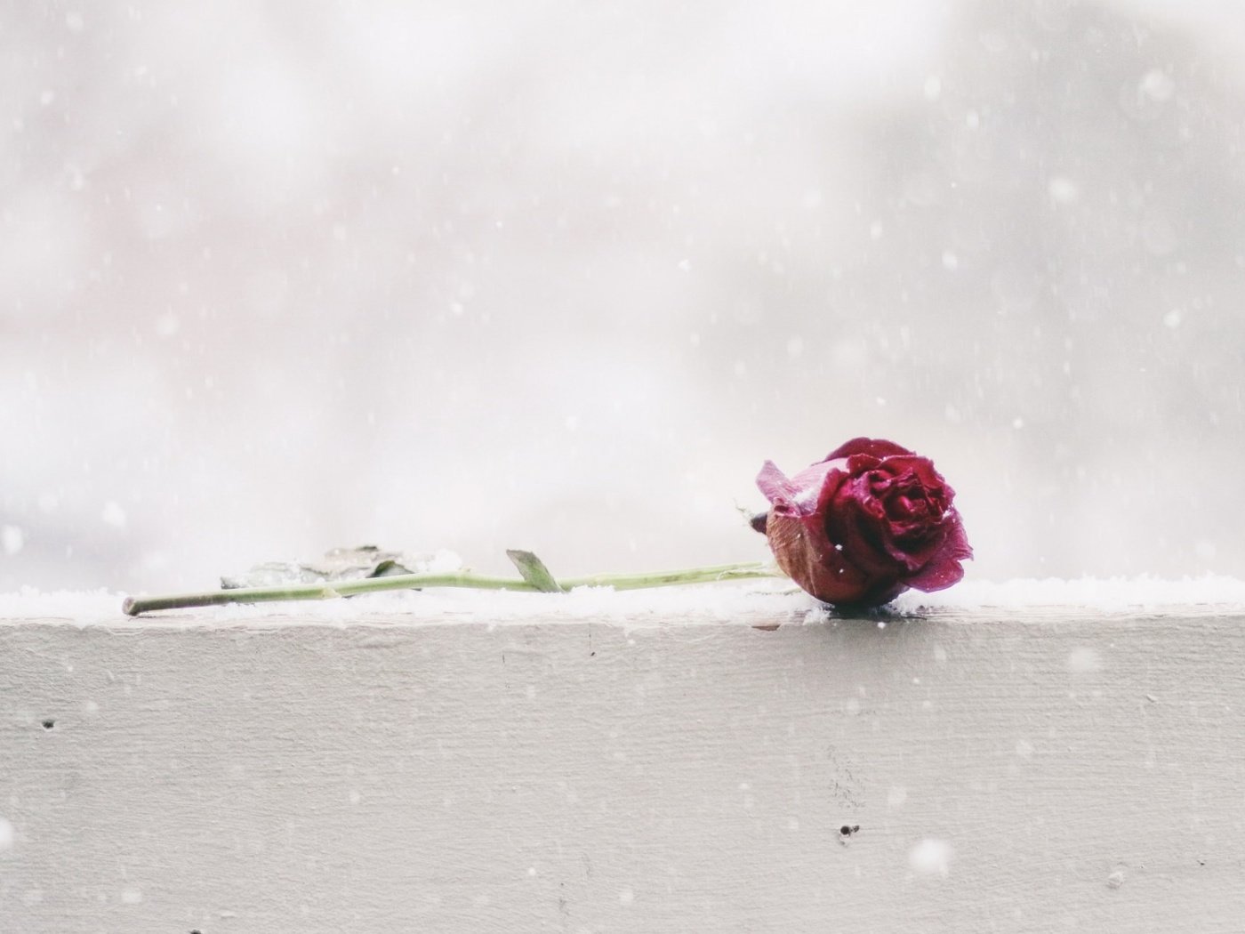 Обои снег, цветок, роза, snow, flower, rose разрешение 1920x1200 Загрузить