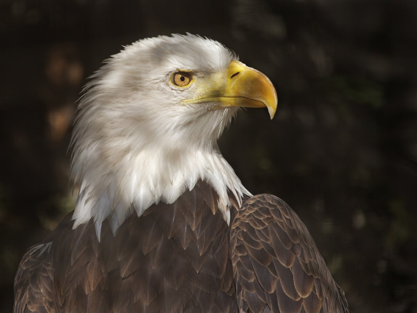 Обои хищник, птица, клюв, перья, белоголовый орлан, predator, bird, beak, feathers, bald eagle разрешение 2048x1365 Загрузить