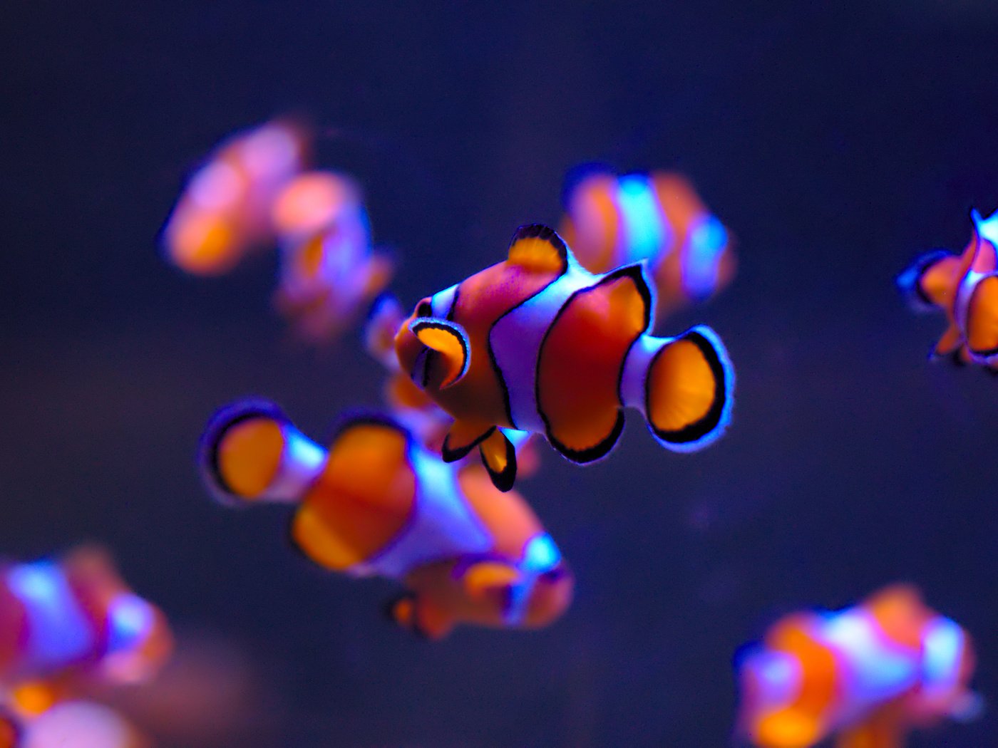 Обои море, рыбки, рыбы, подводный мир, рыба-клоун, sea, fish, underwater world, clown fish разрешение 2880x1800 Загрузить