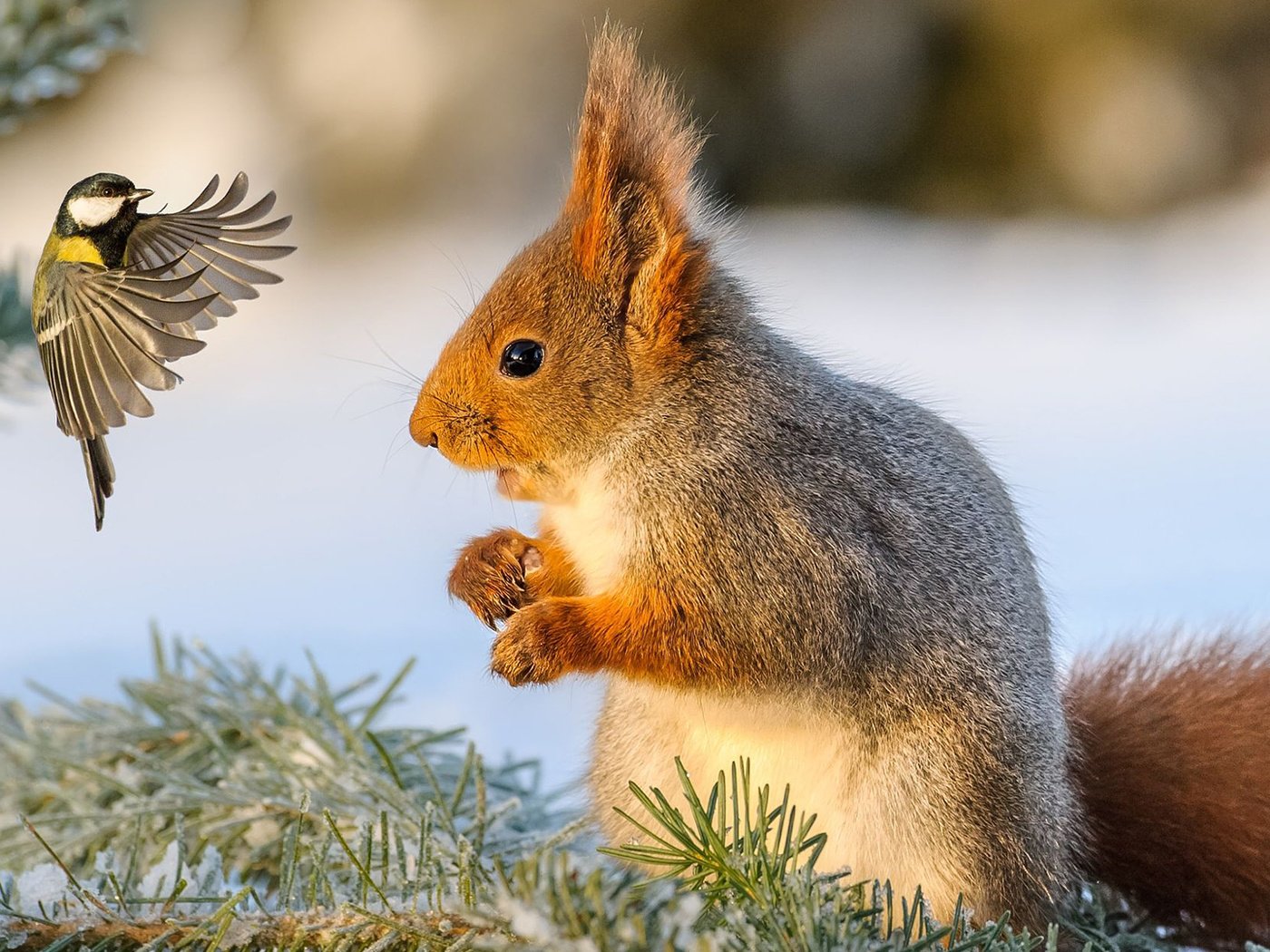 Обои снег, зима, птица, белка, синица, белочка, snow, winter, bird, protein, tit, squirrel разрешение 1920x1200 Загрузить