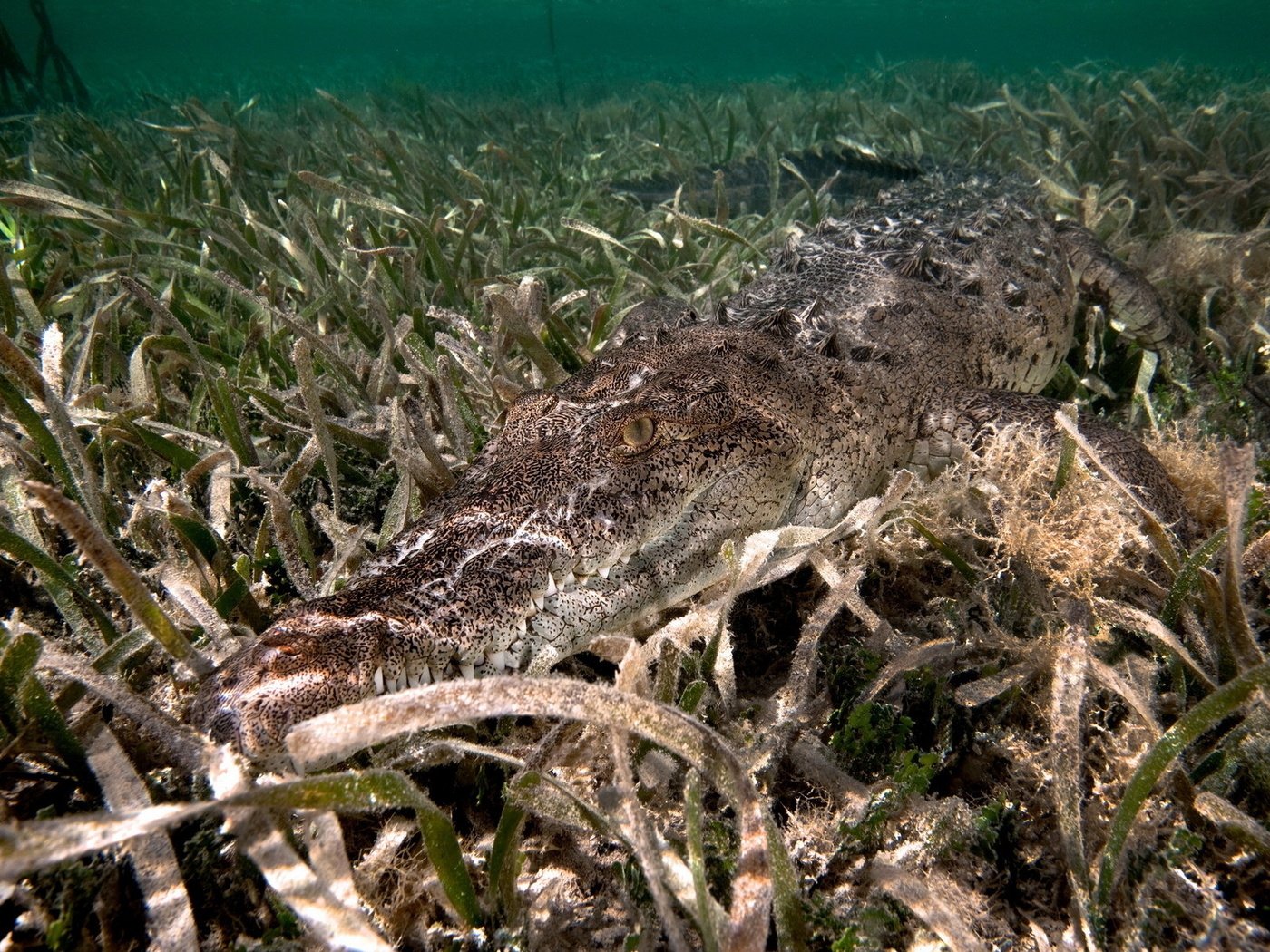 Обои вода, река, дно, крокодил, водоросли, water, river, the bottom, crocodile, algae разрешение 1920x1200 Загрузить