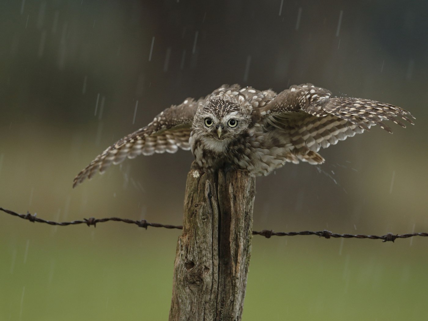 Обои сова, капли, забор, птица, дождь, owl, drops, the fence, bird, rain разрешение 2048x1567 Загрузить