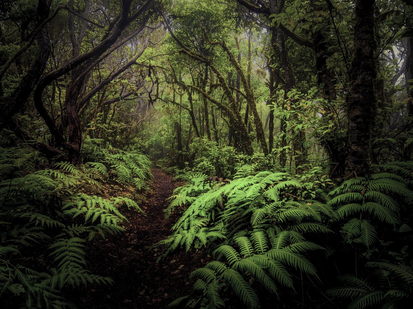 Обои деревья, лес, листья, тропинка, папоротник, заросли, trees, forest, leaves, path, fern, thickets разрешение 4928x3264 Загрузить