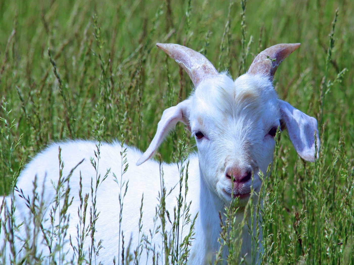 Обои трава, белый, коза, прогулка, детеныш, козленок, grass, white, goat, walk, cub разрешение 4007x2771 Загрузить