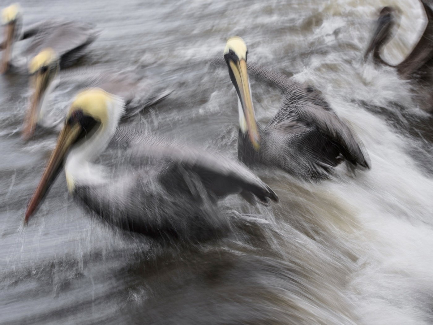 Обои волна, брызги, птицы, клюв, дождь, пеликан, пеликаны, wave, squirt, birds, beak, rain, pelican, pelicans разрешение 2048x1299 Загрузить