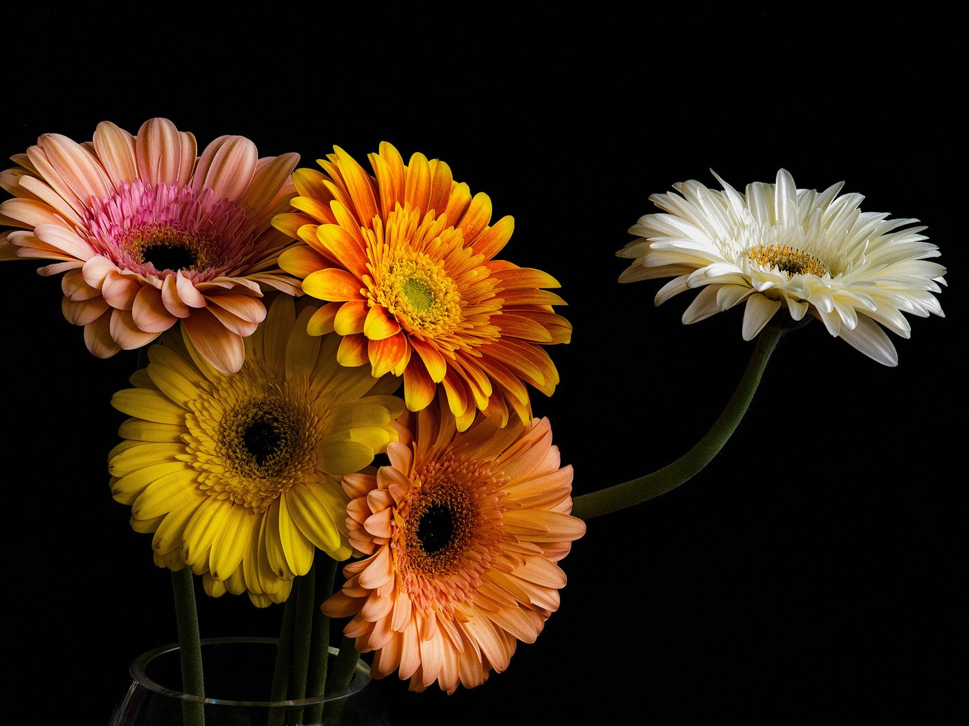 Обои цветы, лепестки, черный фон, букет, герберы, гербера, flowers, petals, black background, bouquet, gerbera разрешение 2048x1337 Загрузить