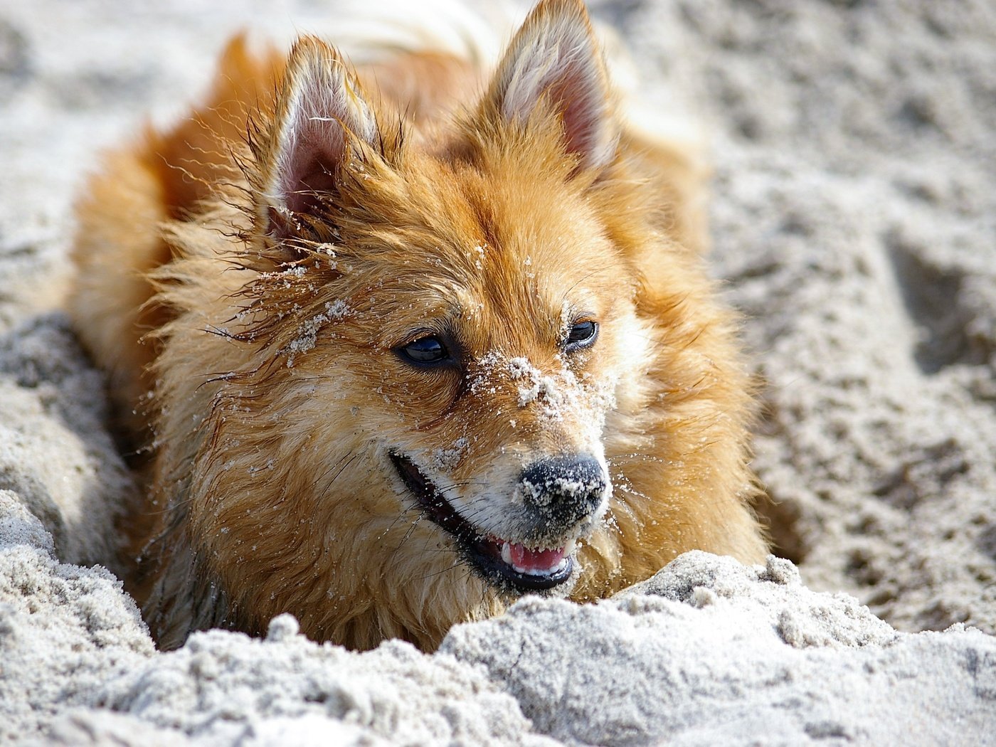 Обои цветы, песок, мордочка, взгляд, рыжая, cобака, flowers, sand, muzzle, look, red, dog разрешение 3008x2000 Загрузить