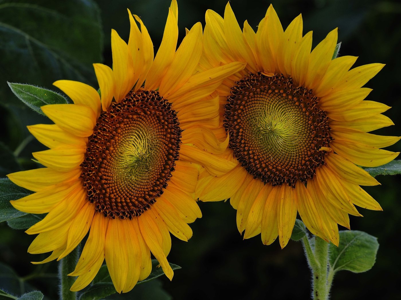 Обои цветы, листья, лепестки, подсолнухи, flowers, leaves, petals, sunflowers разрешение 4256x2832 Загрузить