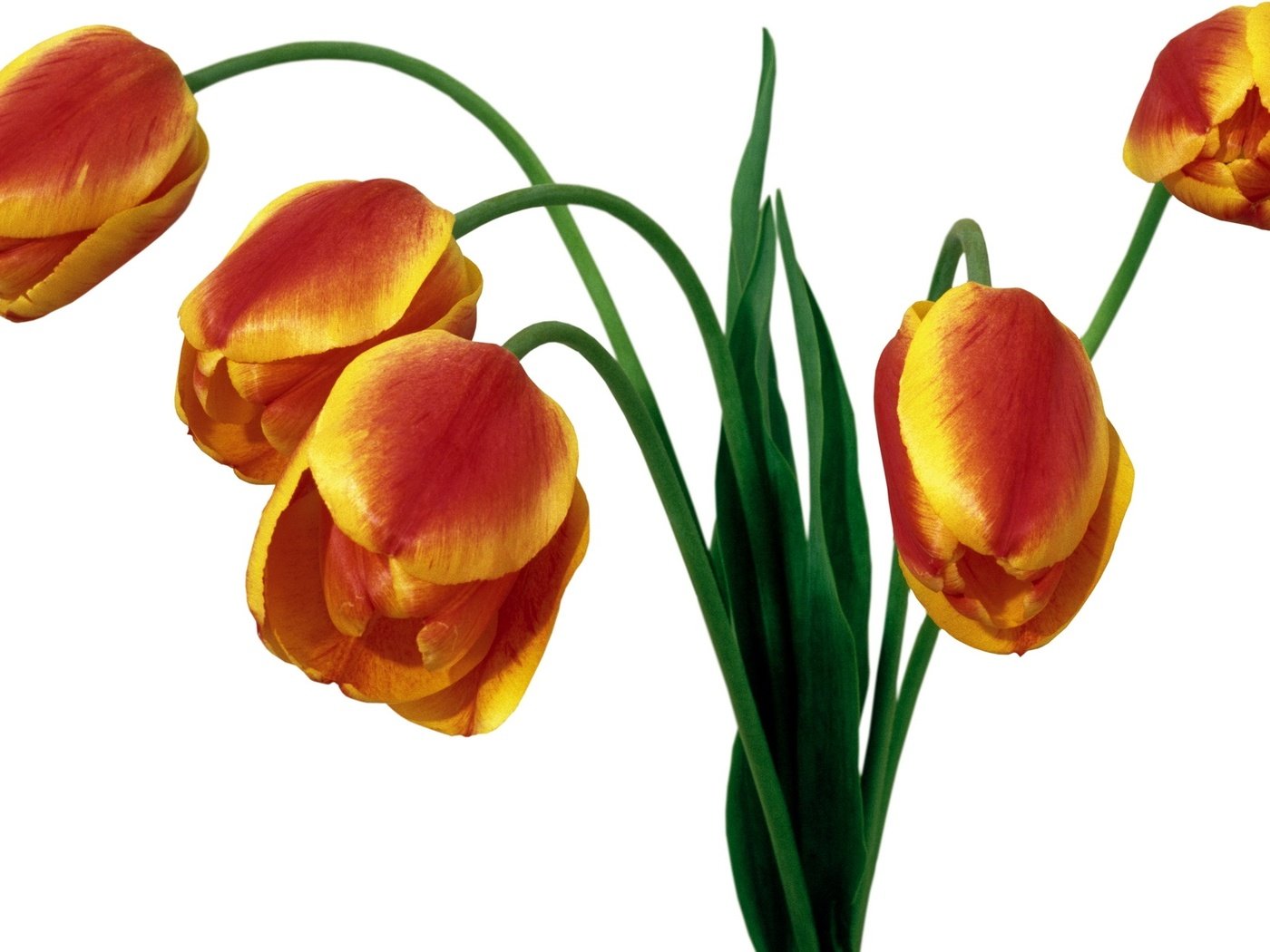 Обои цветы, букет, тюльпаны, белый фон, flowers, bouquet, tulips, white background разрешение 1920x1280 Загрузить