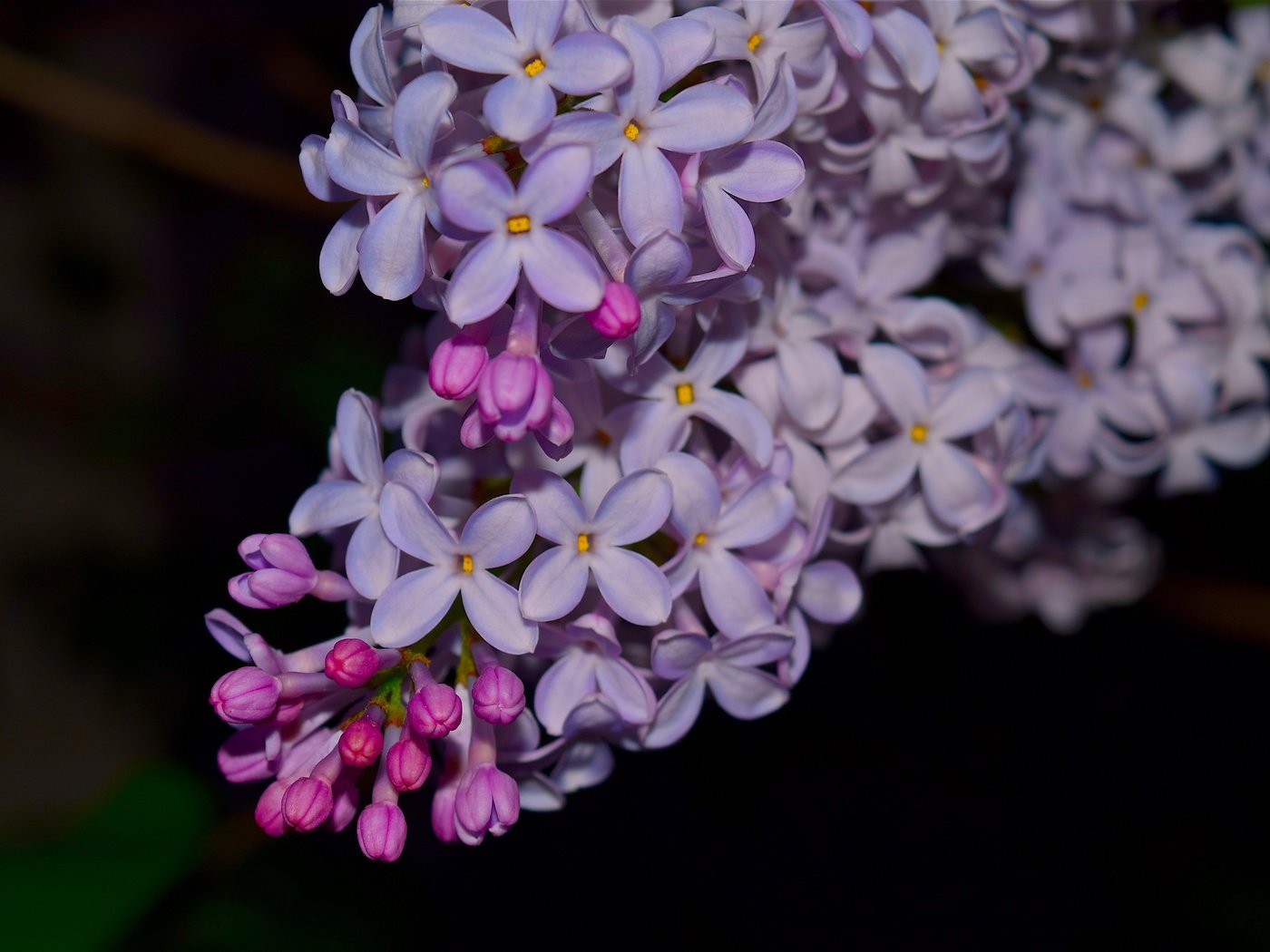 Обои цветы, ветка, цветение, весна, черный фон, сирень, flowers, branch, flowering, spring, black background, lilac разрешение 4496x3000 Загрузить