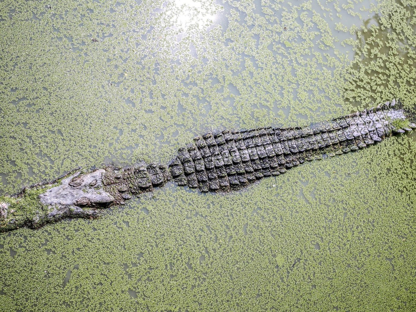 Крокодил в воде сверху