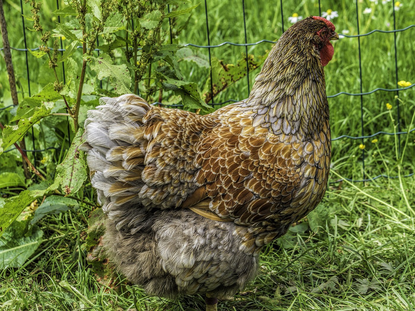 Обои трава, природа, зелень, птица, клюв, перья, курица, grass, nature, greens, bird, beak, feathers, chicken разрешение 3840x2400 Загрузить