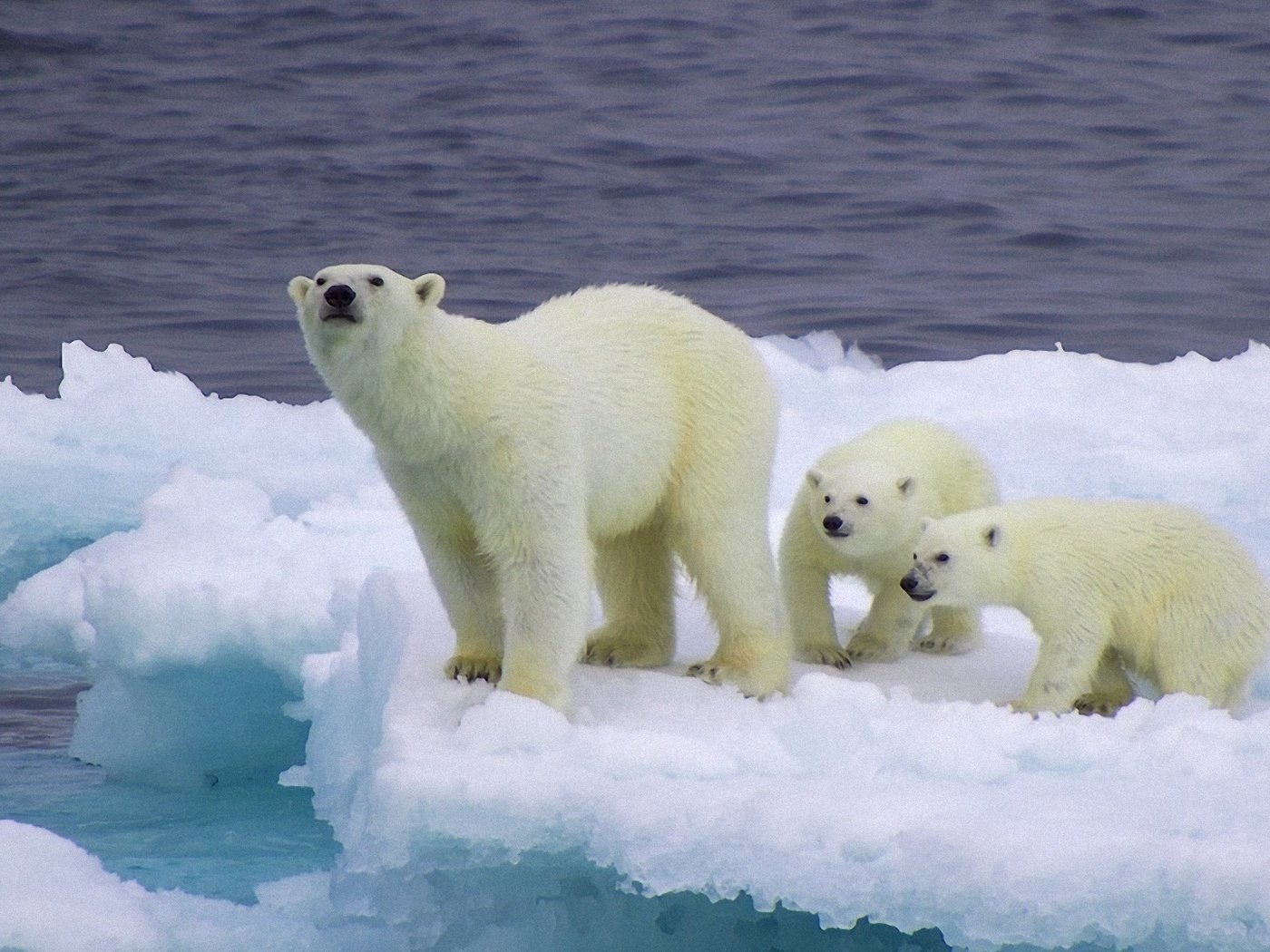 Обои снег, лёд, медведи, белый медведь, детеныши, медвежата, snow, ice, bears, polar bear, cubs разрешение 1920x1080 Загрузить