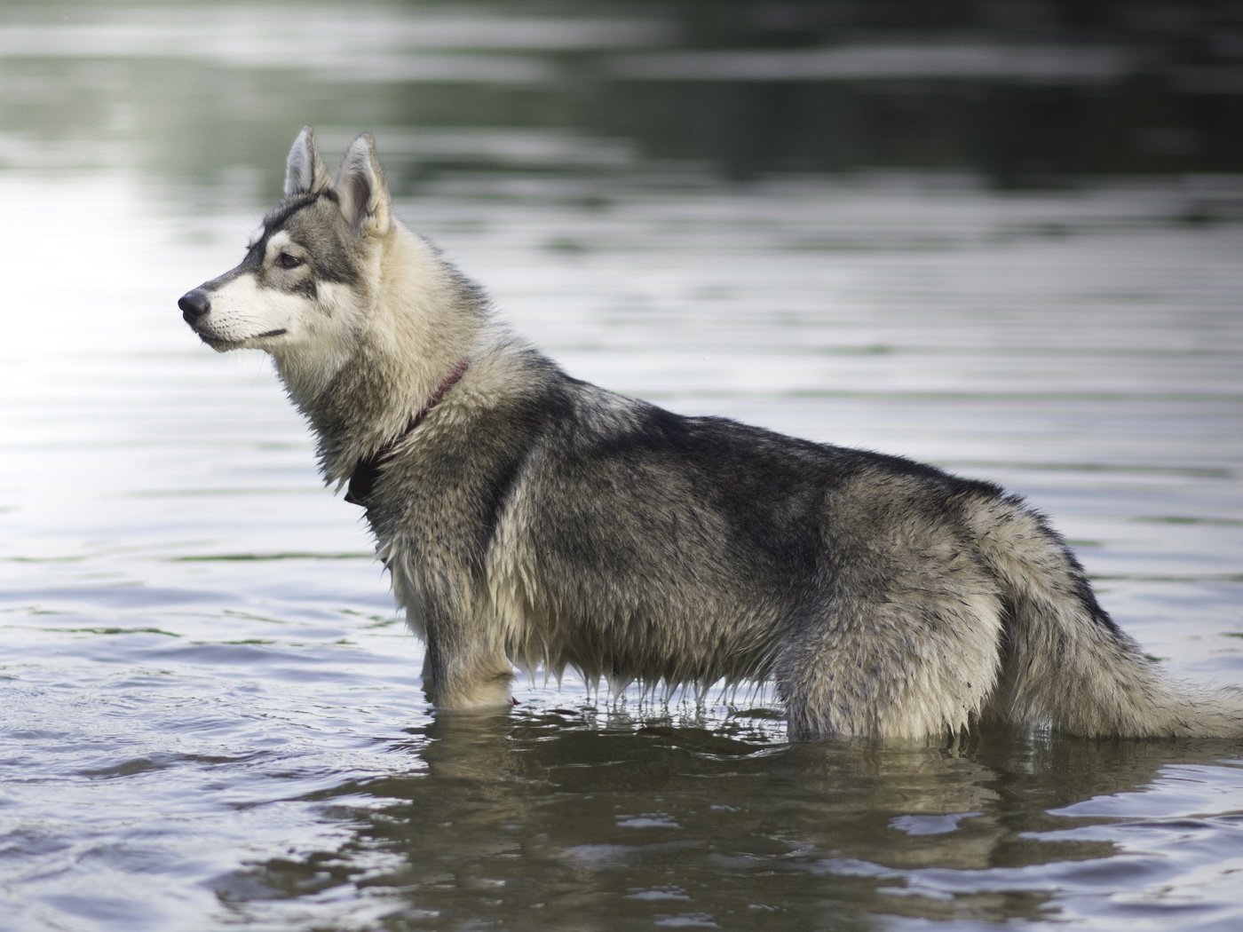 Обои мордочка, взгляд, собака, профиль, хаски, в воде, muzzle, look, dog, profile, husky, in the water разрешение 6000x4000 Загрузить