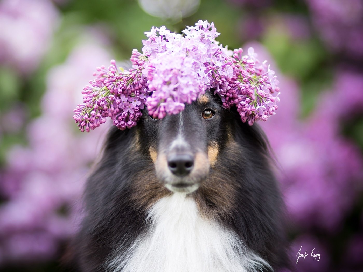 Обои цветы, собака, размытость, венок, сирень, колли, шотландская овчарка, flowers, dog, blur, wreath, lilac, collie, scottish shepherd разрешение 2048x1365 Загрузить