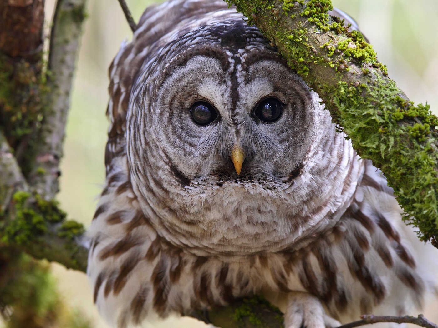 Обои сова, ветки, взгляд, птица, клюв, перья, неясыть, пестрая неясыть, owl, branches, look, bird, beak, feathers, a barred owl разрешение 2048x1365 Загрузить