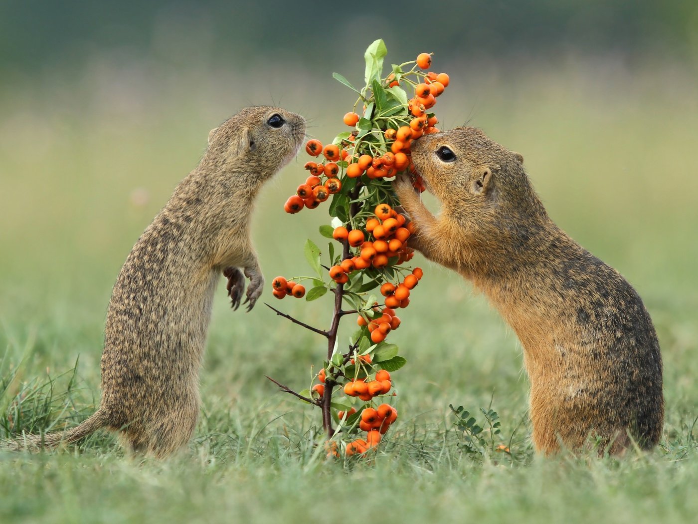 Обои трава, ягоды, рябина, грызуны, суслики, grass, berries, rowan, rodents, gophers разрешение 4886x2748 Загрузить