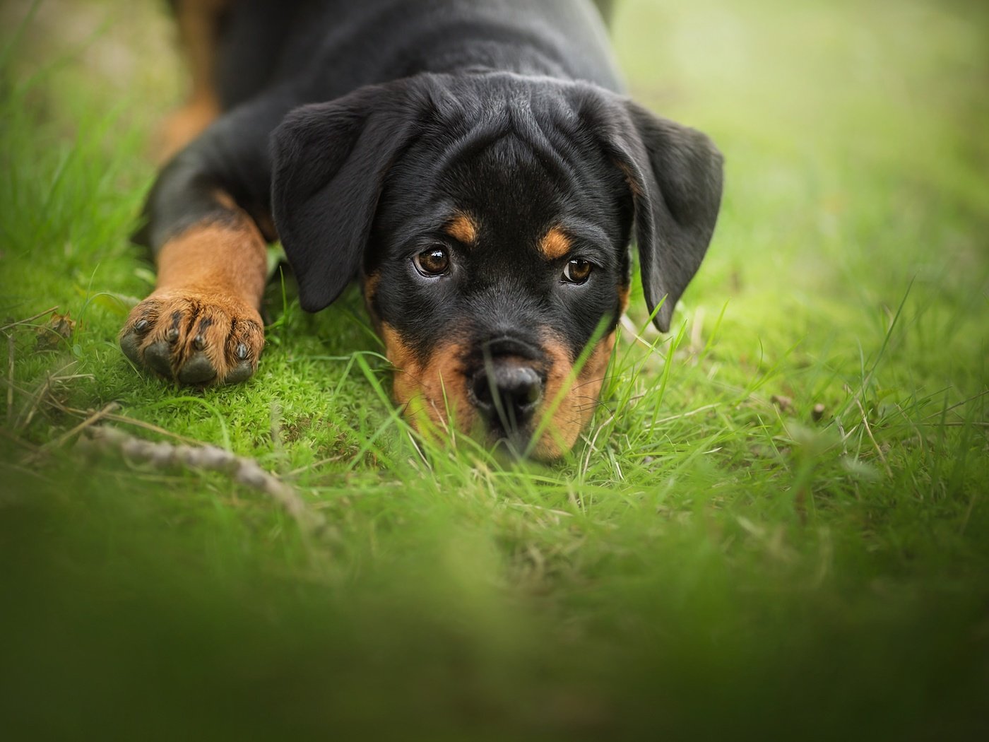 Обои трава, мордочка, взгляд, собака, щенок, ротвейлер, grass, muzzle, look, dog, puppy, rottweiler разрешение 2048x1365 Загрузить