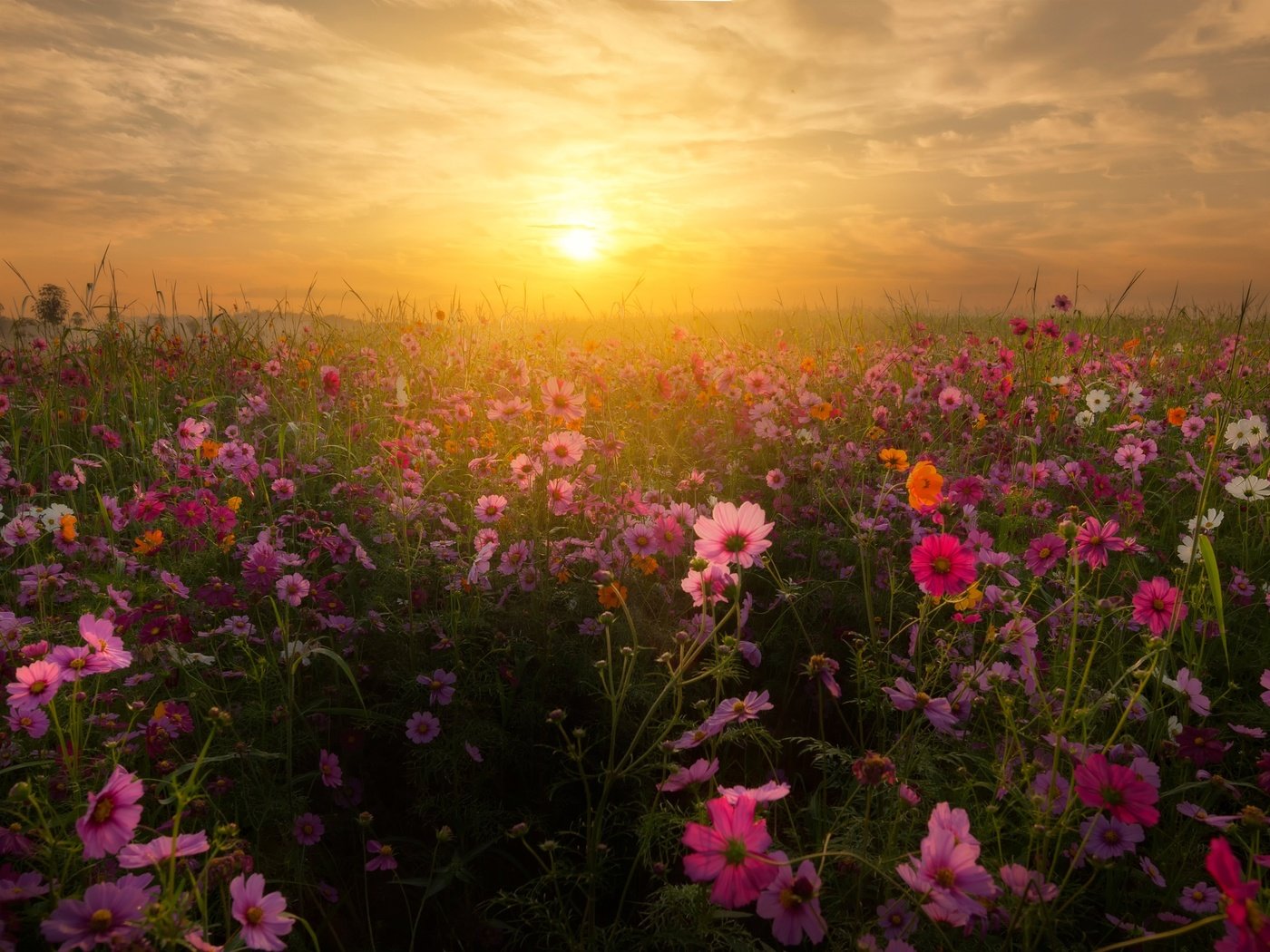 Обои небо, цветы, облака, восход, солнце, закат, пейзаж, космея, the sky, flowers, clouds, sunrise, the sun, sunset, landscape, kosmeya разрешение 3840x2160 Загрузить