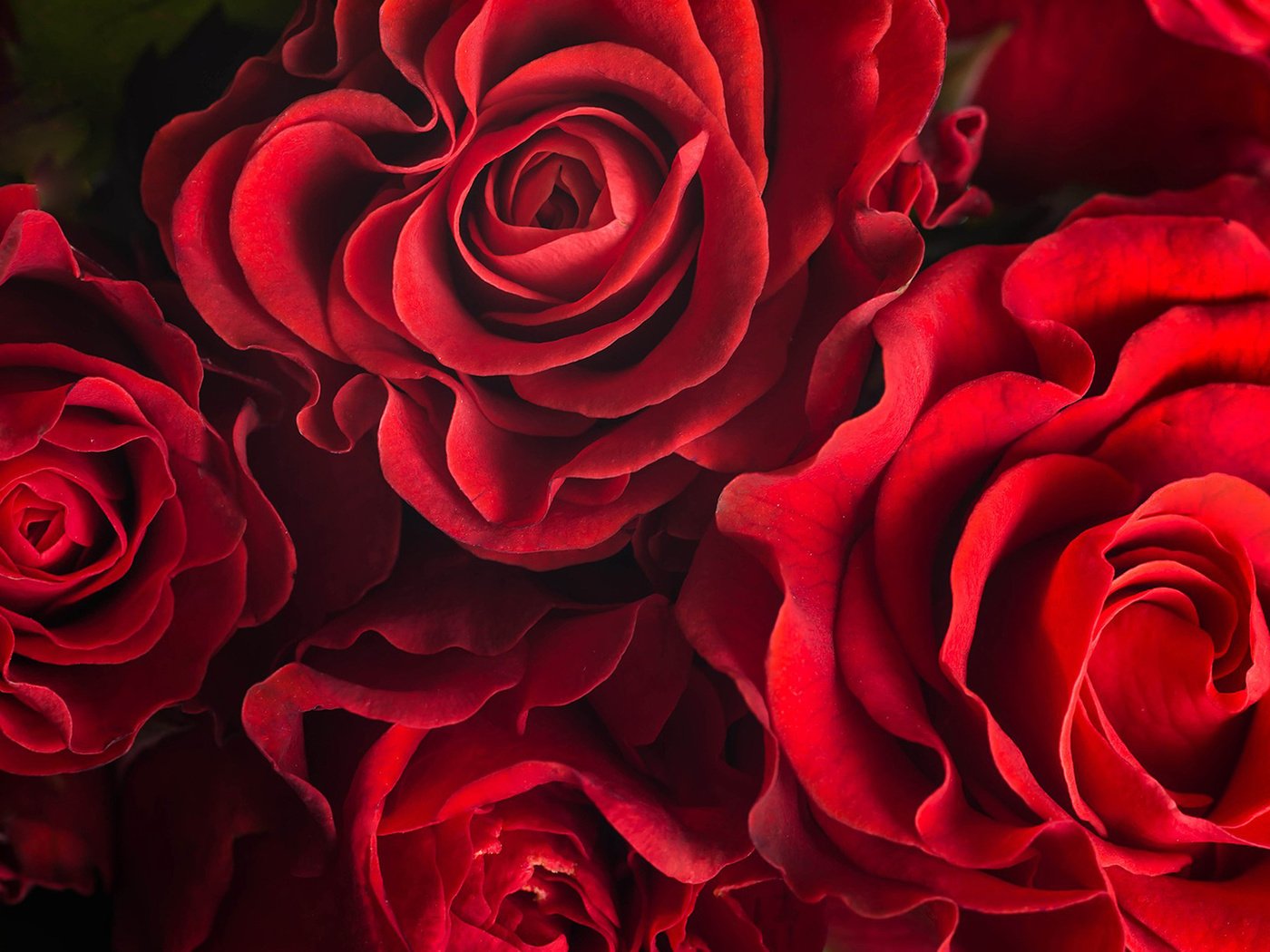 Обои цветы, розы, лепестки, красные розы, flowers, roses, petals, red roses разрешение 1920x1200 Загрузить